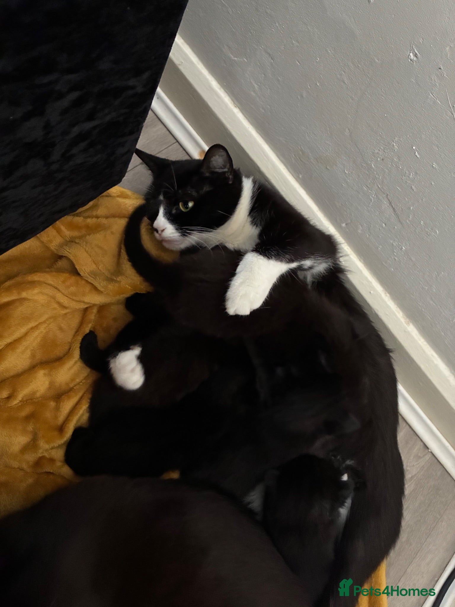 Mixed Breed cats 3 male kittens  - Advert 6