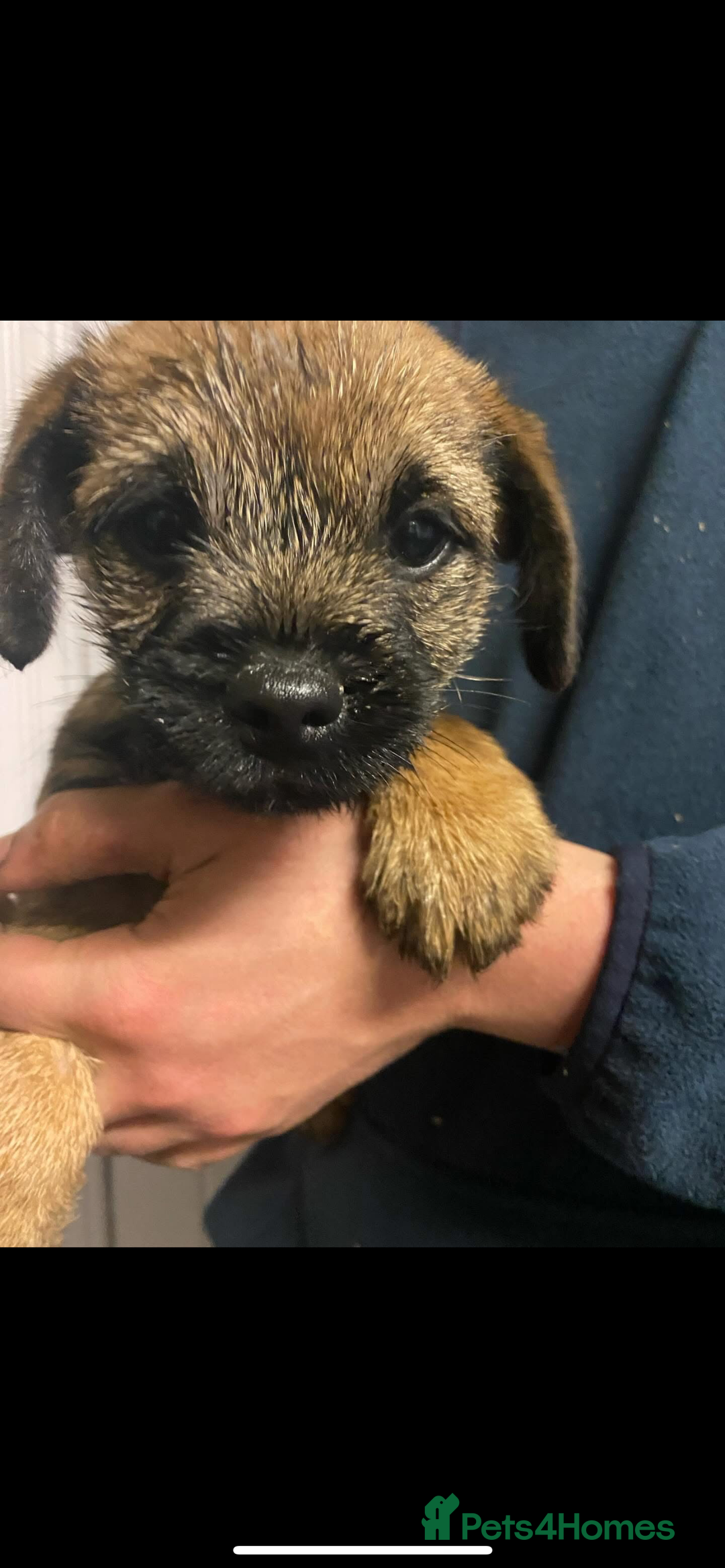 Border Terrier dogs for sale: KC Border Terrier Puppies  - Image 6