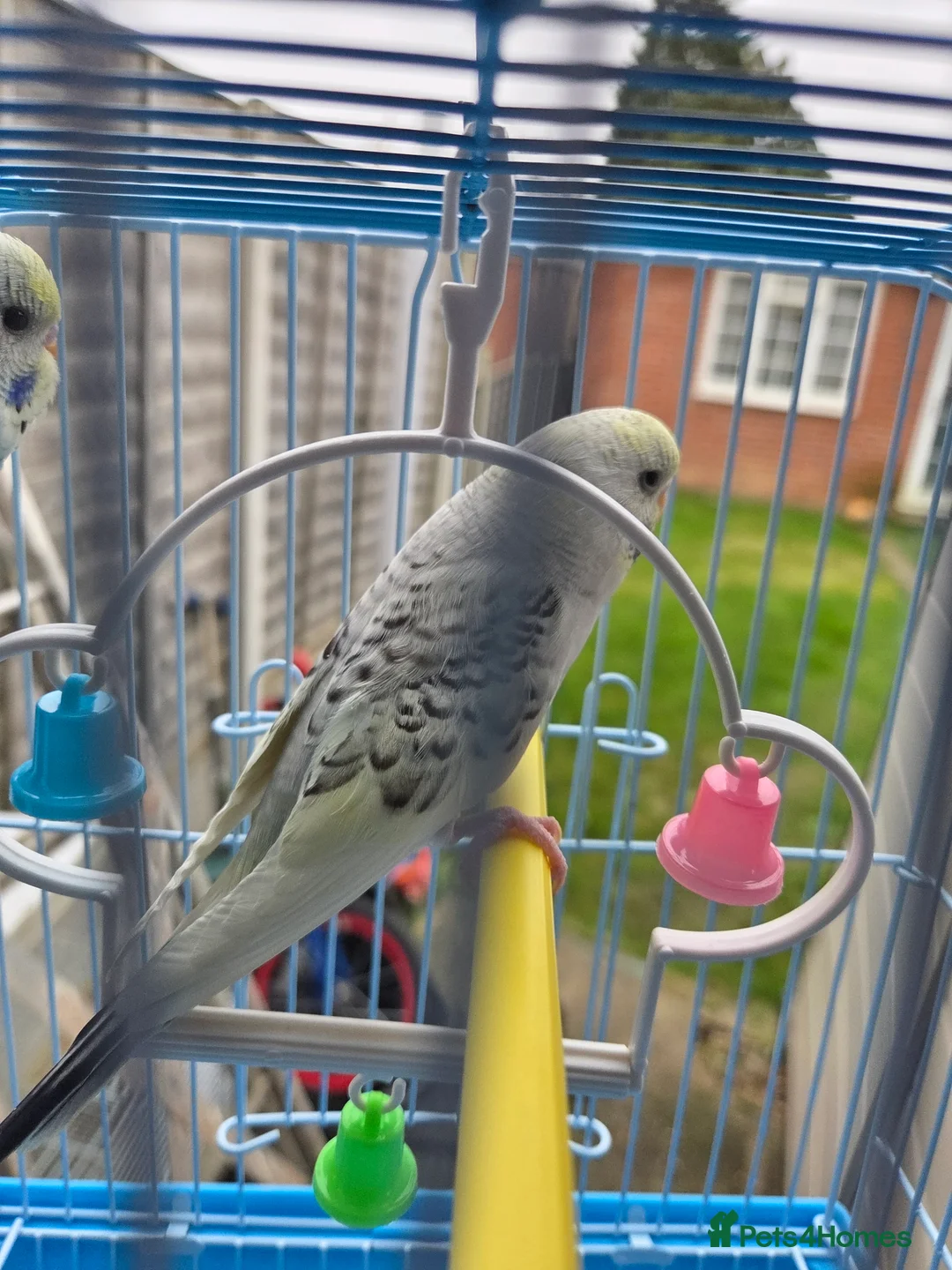 Budgerigars birds for sale:  budgies for sale - Advert 7
