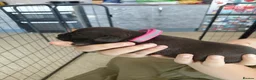 Staffordshire Bull Terrier dogs for sale: 8 stocky Kc registered staffies in Newport - Advert 2