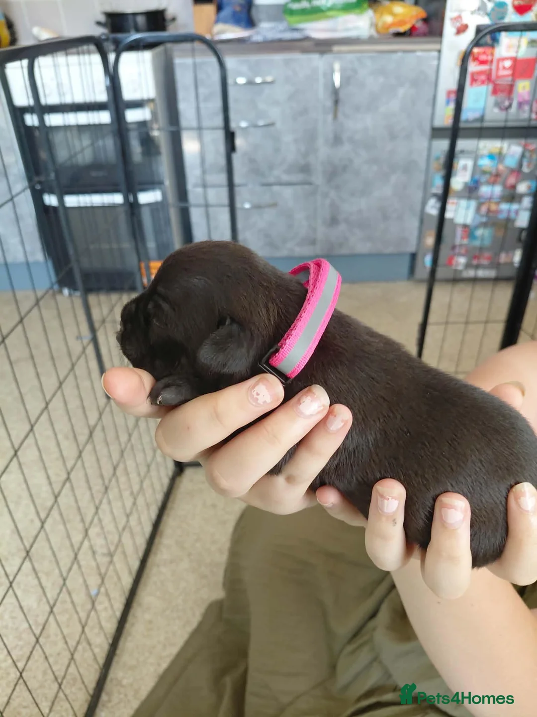 Staffordshire Bull Terrier dogs for sale: 8 stocky Kc registered staffies in Newport - Advert 2