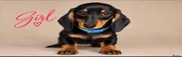 Miniature Dachshund dogs for sale: Pra clear miniature dachshund  - Advert 13