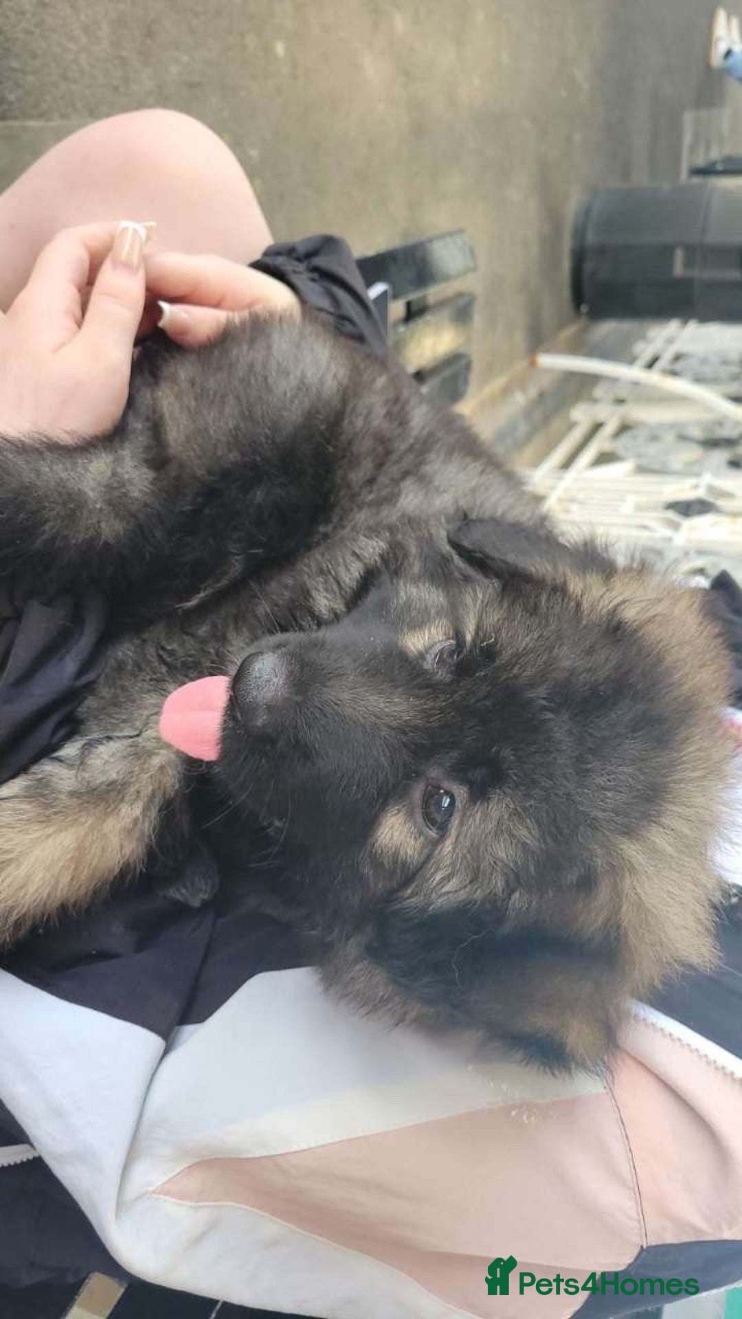 German Shepherd dogs for sale: German shepherd  - Image 6