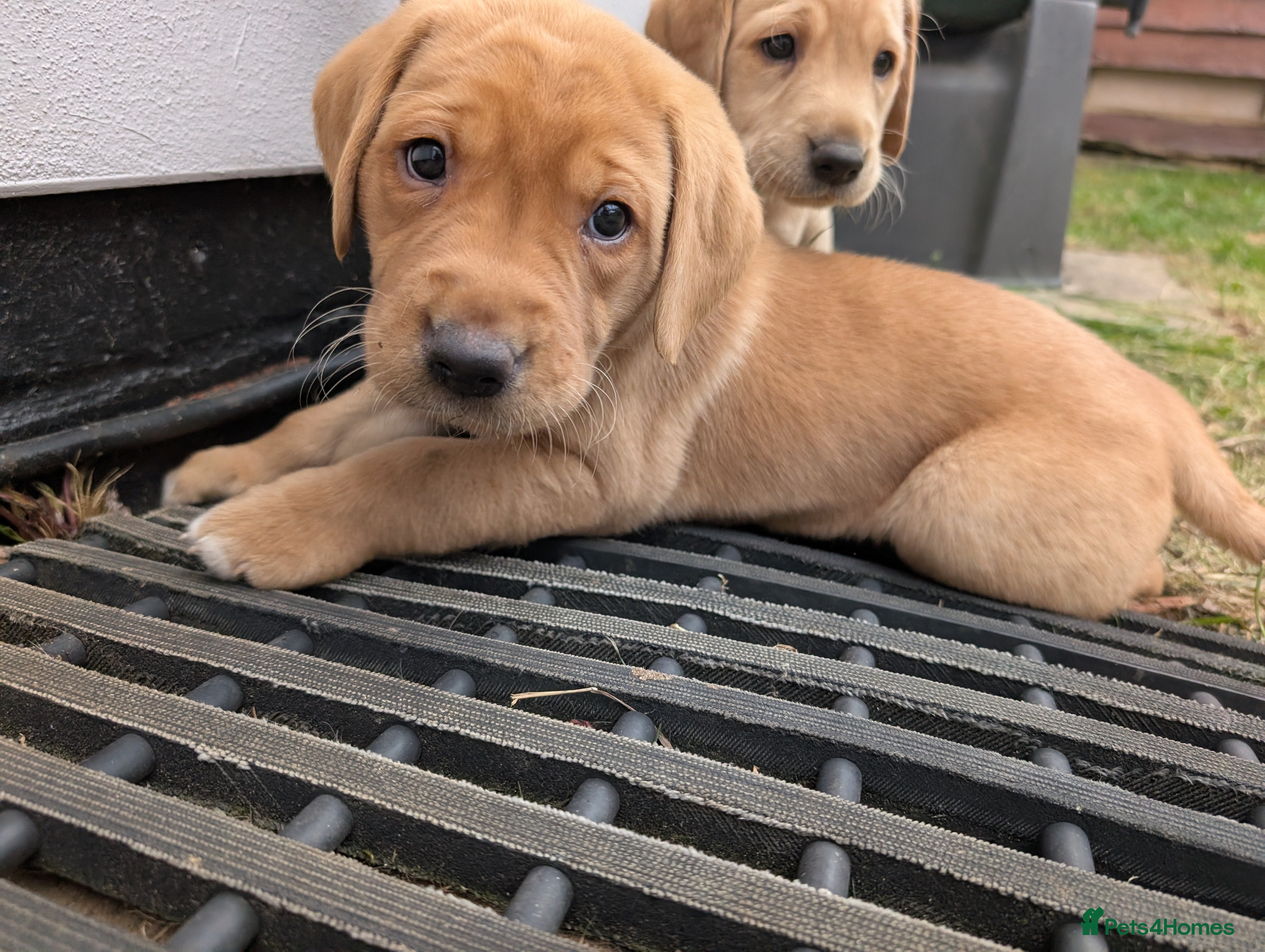 Labrador Retriever dogs Beautiful KC Registered Labrador Puppies - Advert 2