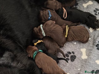 Mixed Breed dogs ✨Health Tested Australian Labradoodles✨ - Advert 3