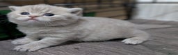 British Shorthair cats for sale: British Shorthair Kittens GCCF Pedigree Registered - Advert 13