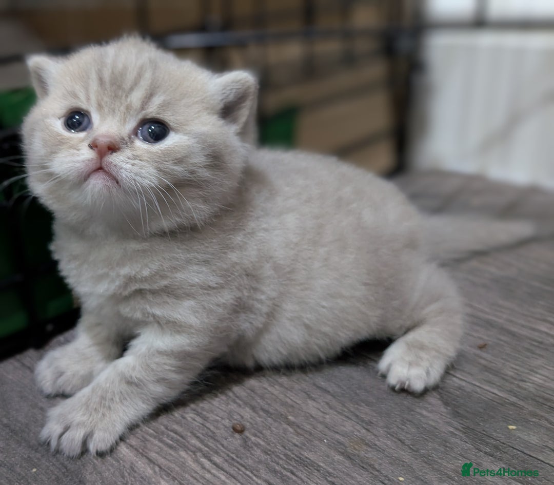 British Shorthair cats for sale: British Shorthair Kittens GCCF Pedigree Registered - Advert 13