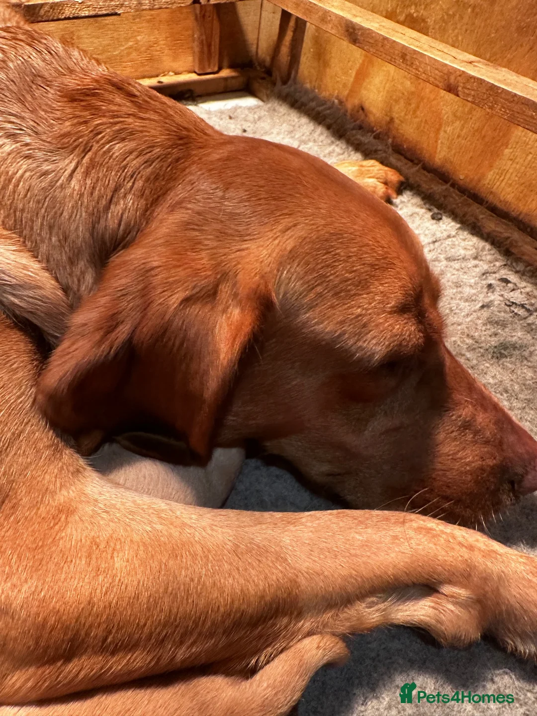 Labrador Retriever dogs for sale: Beautiful Fox Red Labrador retriever puppies  - Advert 2