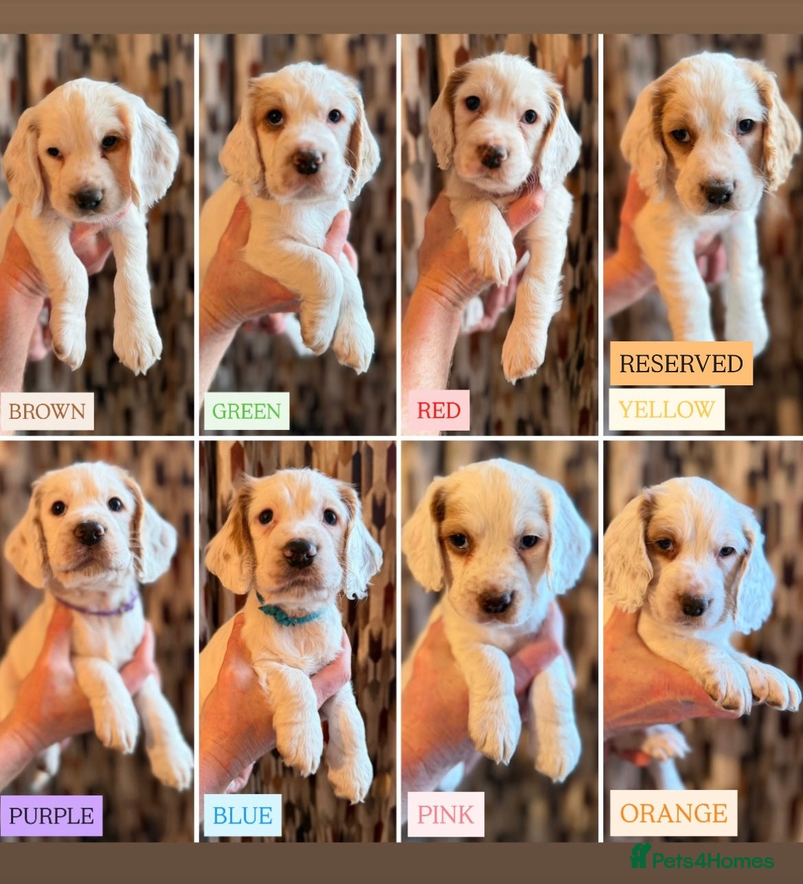 Cocker Spaniel dogs Cocker Spaniel Puppies - Advert 2