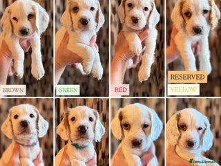 Cocker Spaniel dogs Cocker Spaniel Puppies - Advert 1