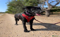 Mixed Breed dogs for adoption: Lovely Leah - Image 1
