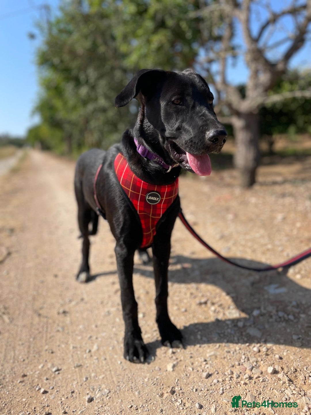 Mixed Breed dogs for adoption: Lovely Leah - Image 1