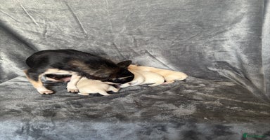 Chihuahua dogs - Advert 8