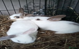 Mixed Breed rabbits for sale: Super friendly rabbits for sale. - Image 3