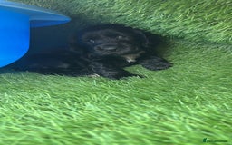 Cocker Spaniel dogs for sale: KC DNA SHOW TYPE COCKER SPANIEL!!  - Image 13