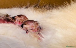 British Longhair cats for sale: 🐾🤩❤️Gold Angels - tiny stars 🐾❤️🐱 - Image 3