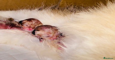 British Longhair cats - Advert 13
