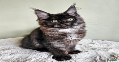 Maine Coon cats - Advert 9