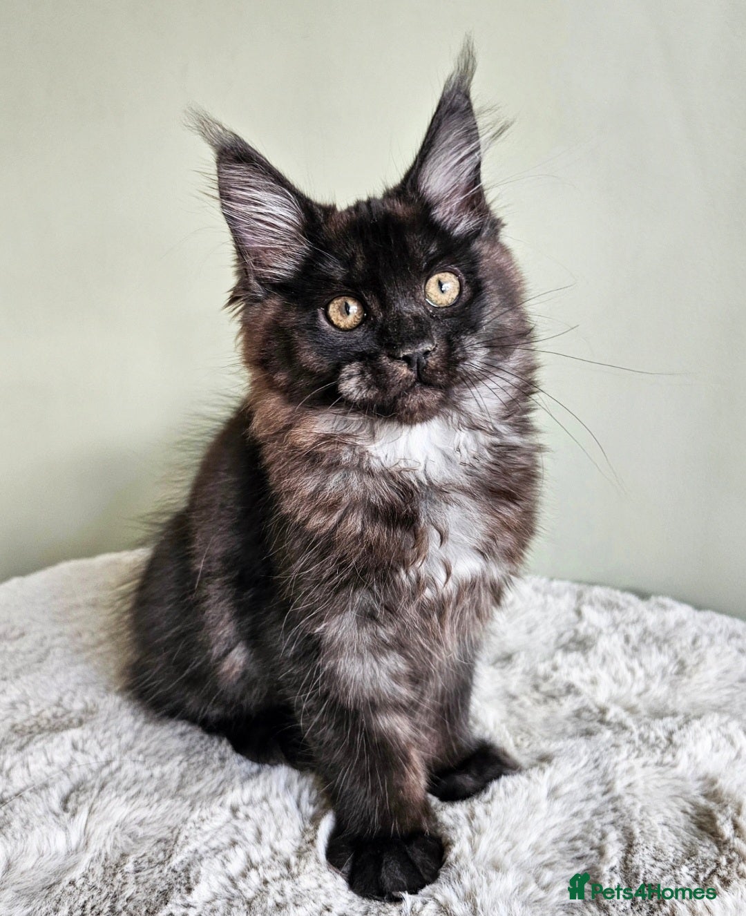 Maine Coon cats for sale: Beautiful Maine Coon Kittens raised with love - Image 4