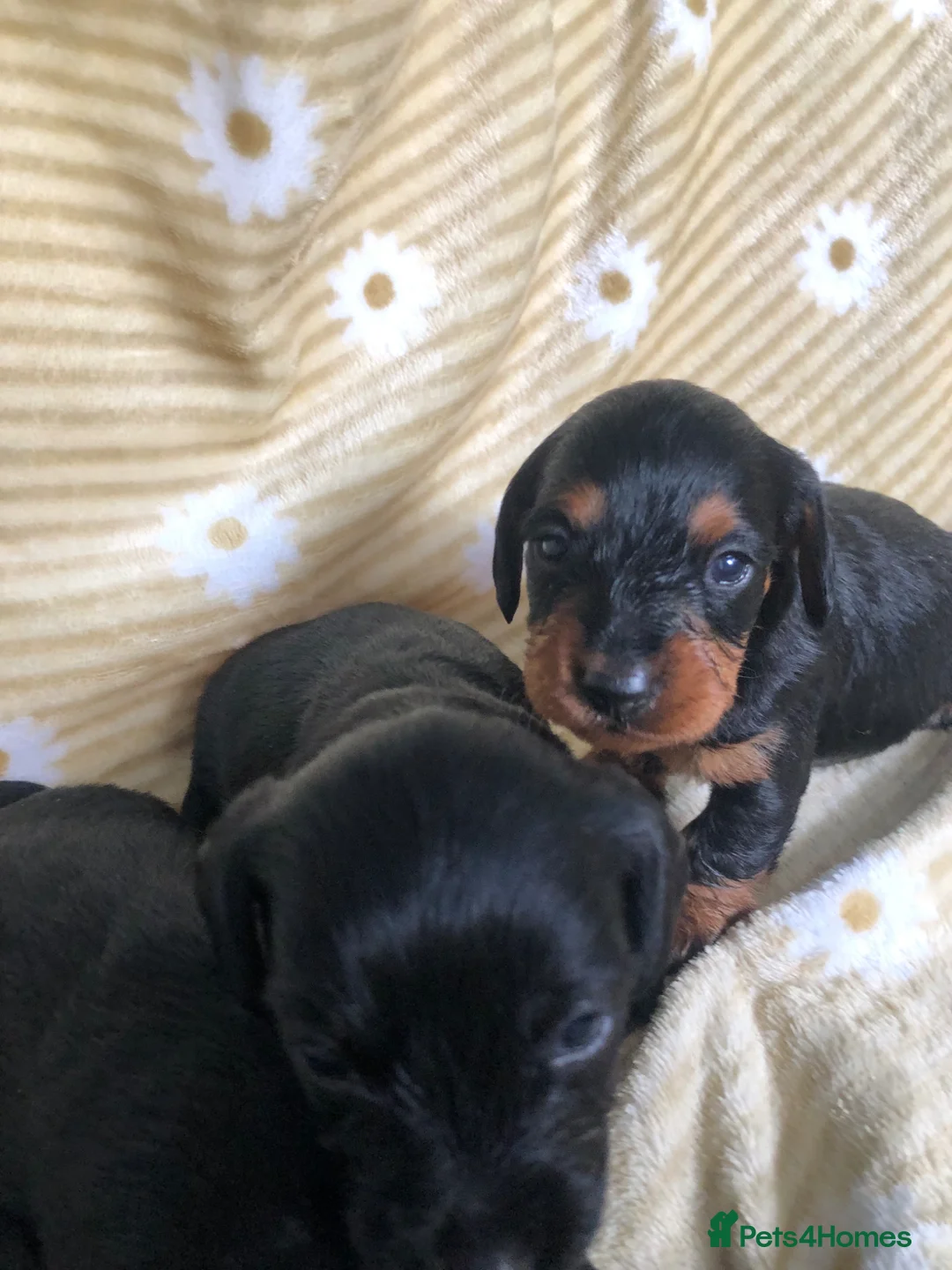 Doxiepoo dogs for sale: F1 daxiepoo puppies  - Advert 28