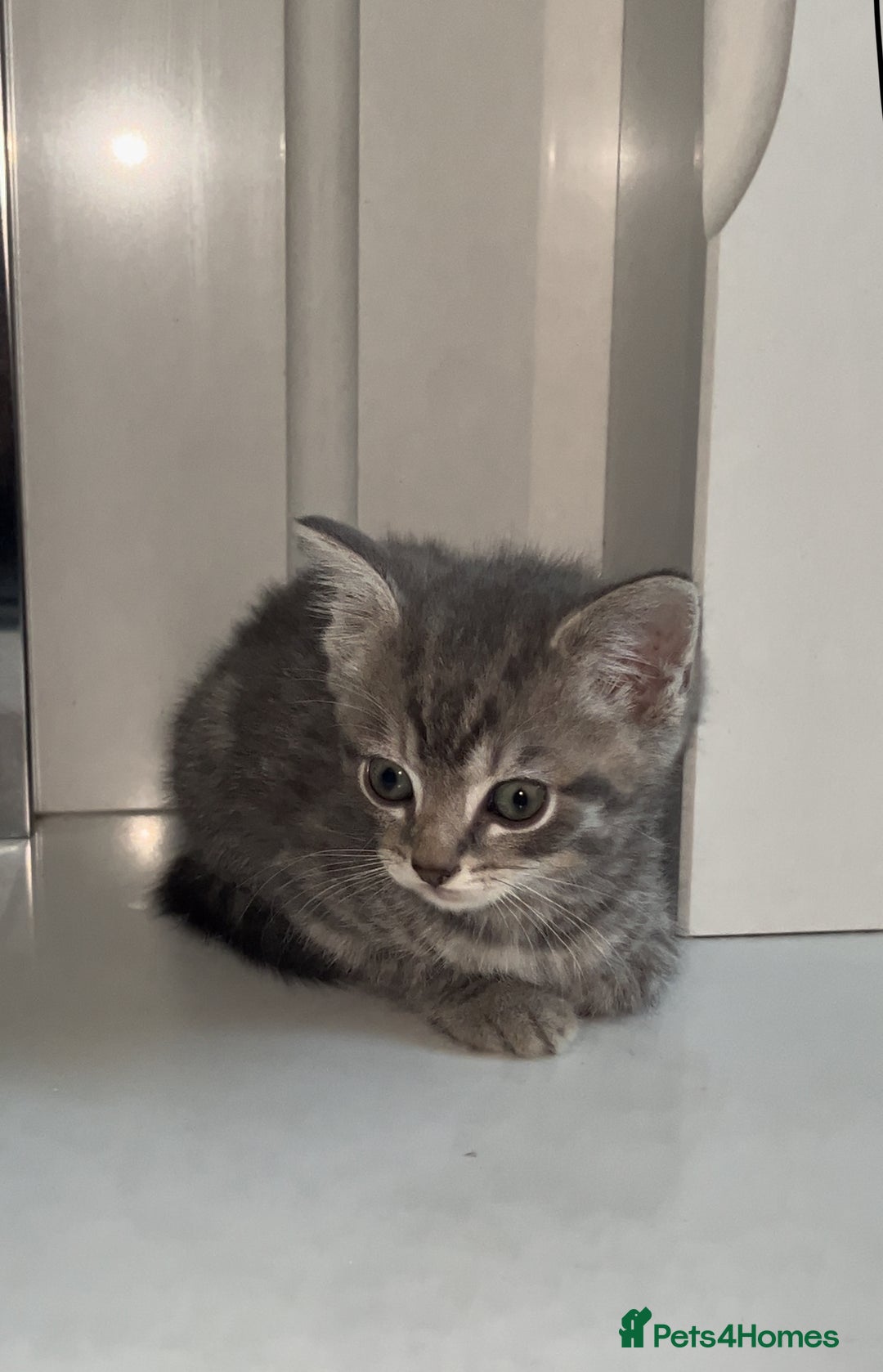 Arabian Mau cats for sale: Stunning British Short Hair Mix Breed Kittens  - Image 2