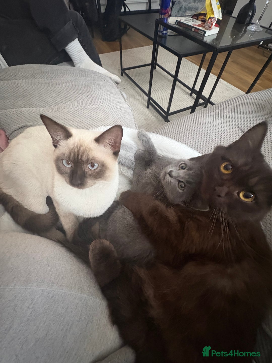 Russian Blue cats for sale: Russian Blue Boy  - Image 8
