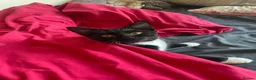 Domestic Shorthair cats for sale: 6 month tuxedo cat for adoption - Advert 4