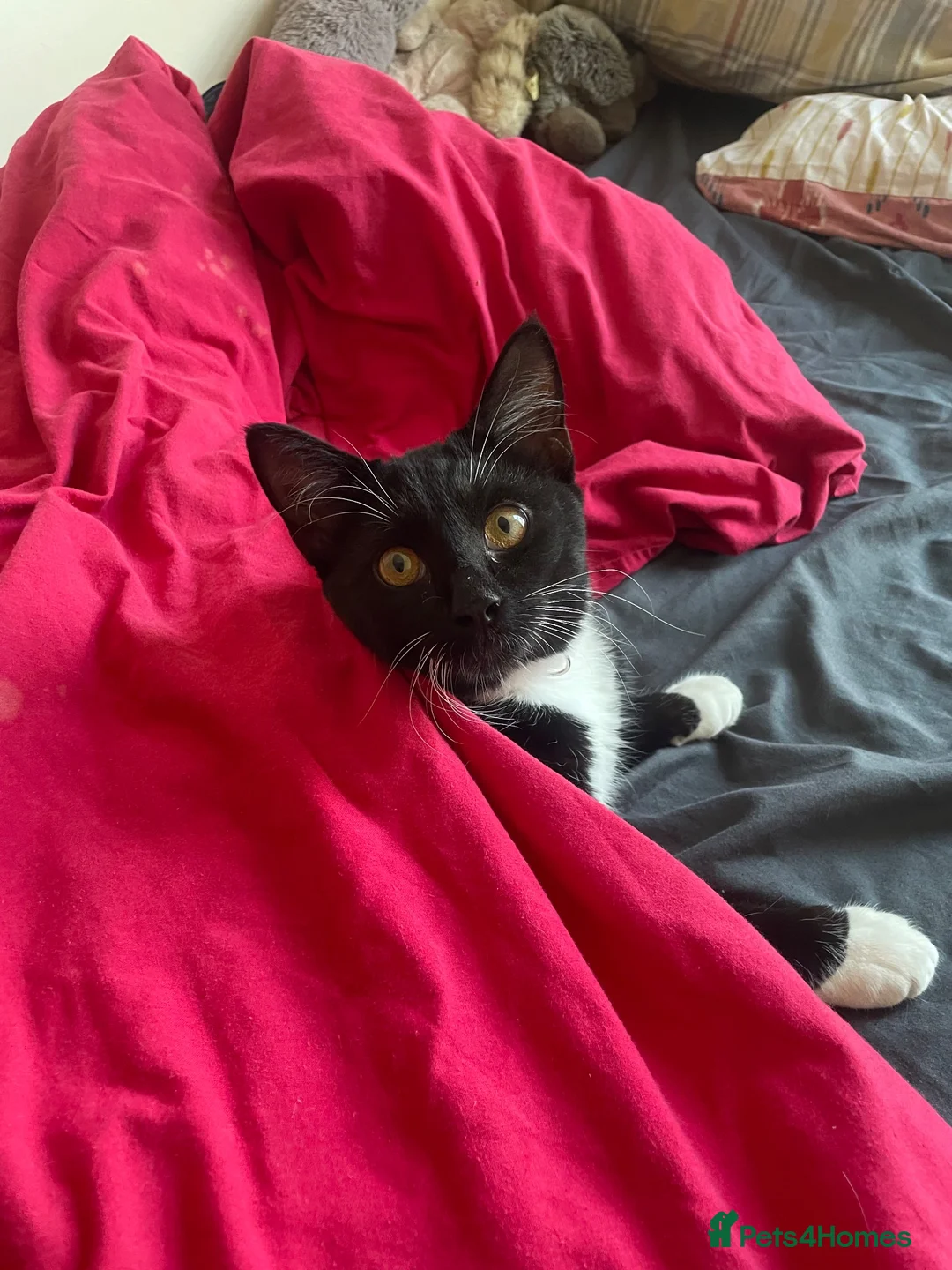 Domestic Shorthair cats for sale: 6 month tuxedo cat for adoption - Advert 4