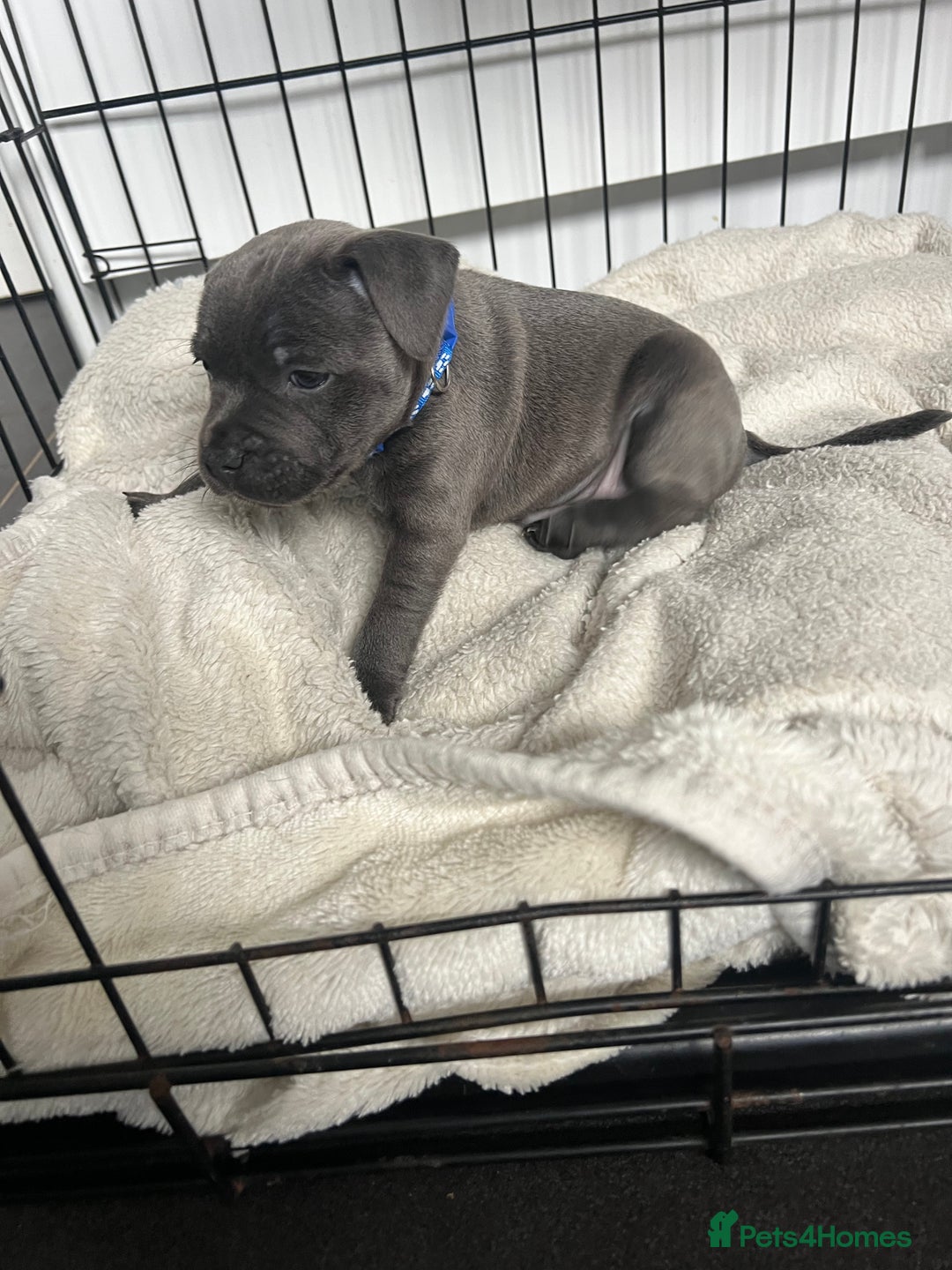 Staffordshire Bull Terrier dogs for sale: LAST ONE🥇VALGLO BLOODLINE SHORT STOCKY STAFFS 🏆 - Image 8