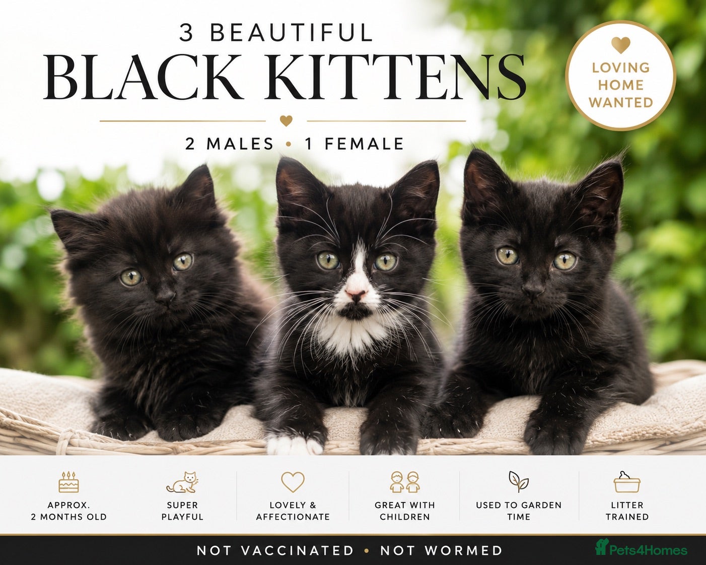 British Longhair cats 3 Beautiful Black Kittens  - Advert 1