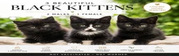 British Longhair cats for sale: 3 Beautiful Black Kittens  - Advert 1