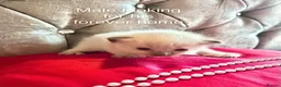 Ragdoll cats for sale: Ragdoll kittens *4 weeks old* Liverpool area  - Advert 2