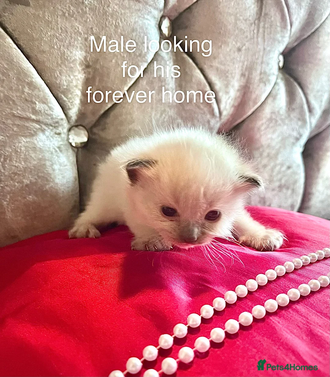 Ragdoll cats for sale: Ragdoll kittens *4 weeks old* Liverpool area  - Advert 2