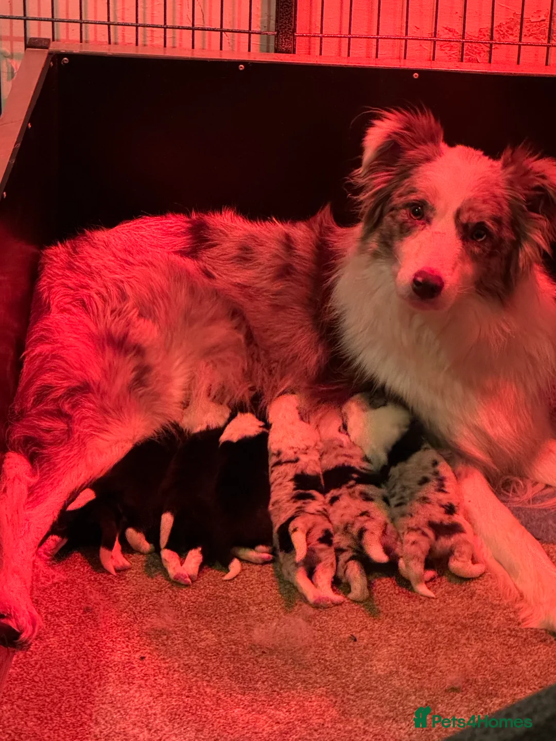 Border Collie dogs for sale: Stunning KC Reg Health Tested Border Collies - Advert 16