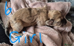 Mixed Breed dogs for sale: Gorgeous cavapoochon puppies - Image 20
