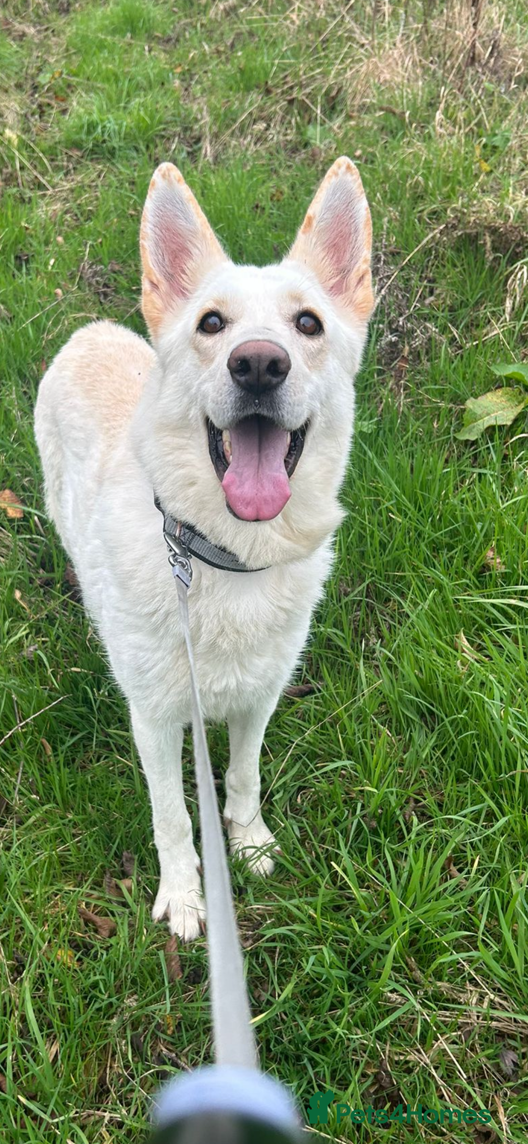 German Shepherd dogs for sale: Stunning German Shepherd  - Advert 2