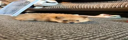Pomeranian dogs for sale: Pomeranian puppies - Advert 9