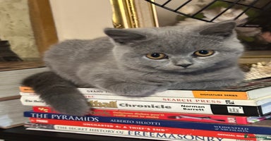 British Shorthair cats British Shorthair GCCF Registered Kittens  - Advert 1