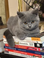 British Shorthair cats British Shorthair GCCF Registered Kittens - Advert 10