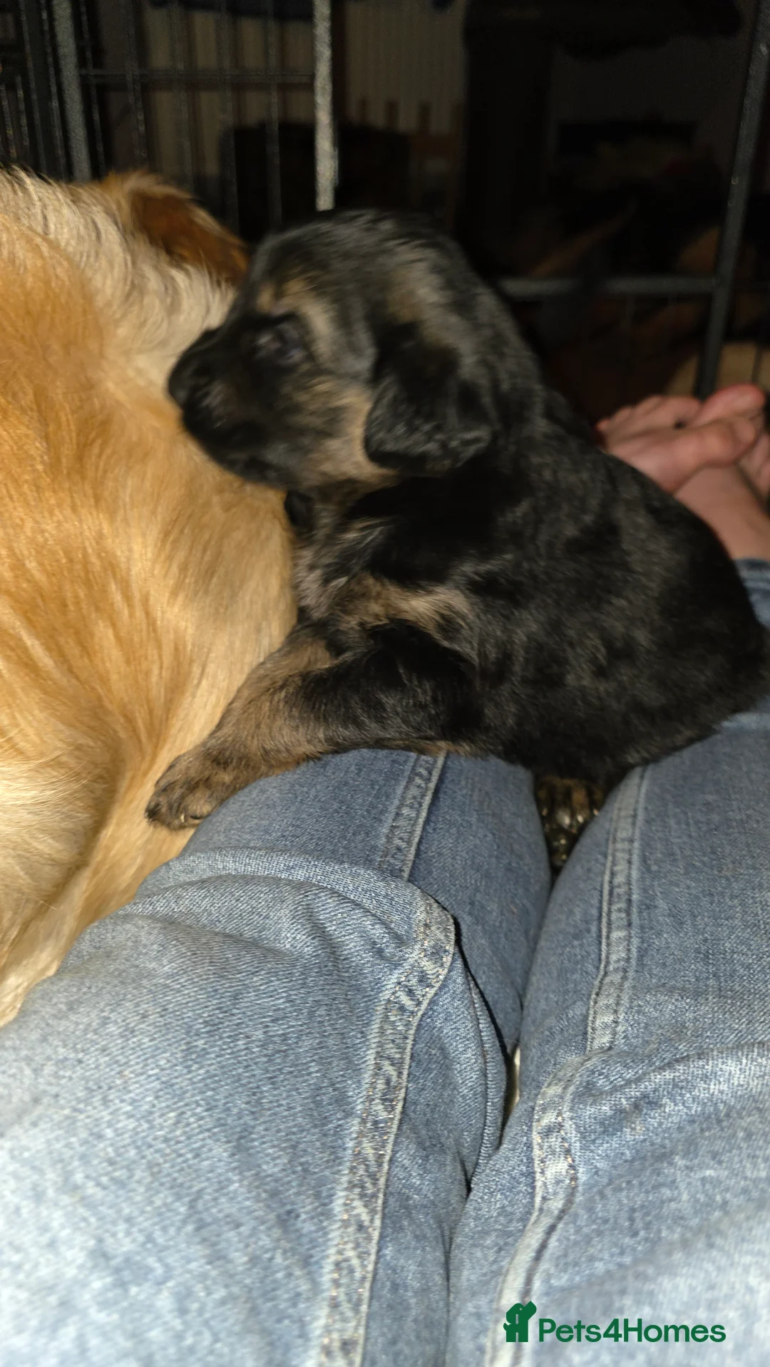 Mixed Breed dogs for sale: Golden shepherds - Advert 15