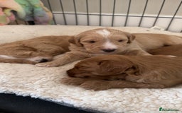 Australian Labradoodle dogs for sale: Stunning Australian labradoodles  - Image 1