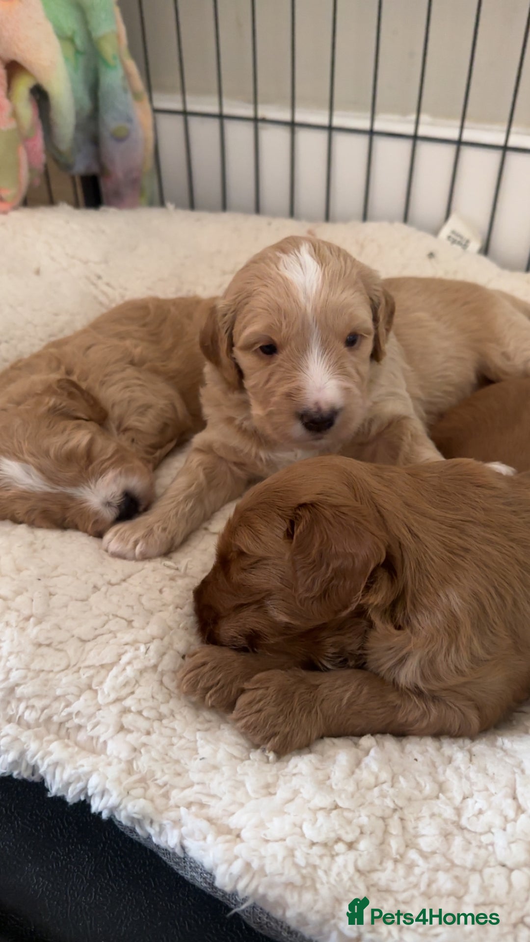 Australian Labradoodle dogs for sale: Stunning Australian labradoodles  - Image 1