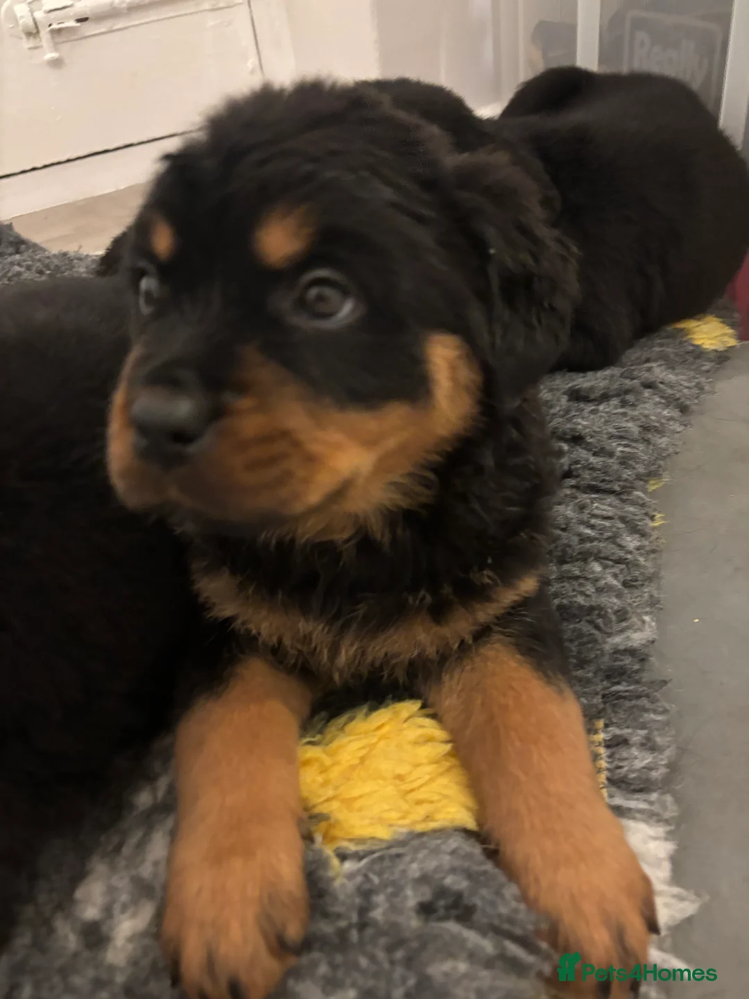 Rottweiler dogs for sale: 🐾🐶 beautifulRottweiler puppies 3 Girls Left🐶🐾 - Advert 20