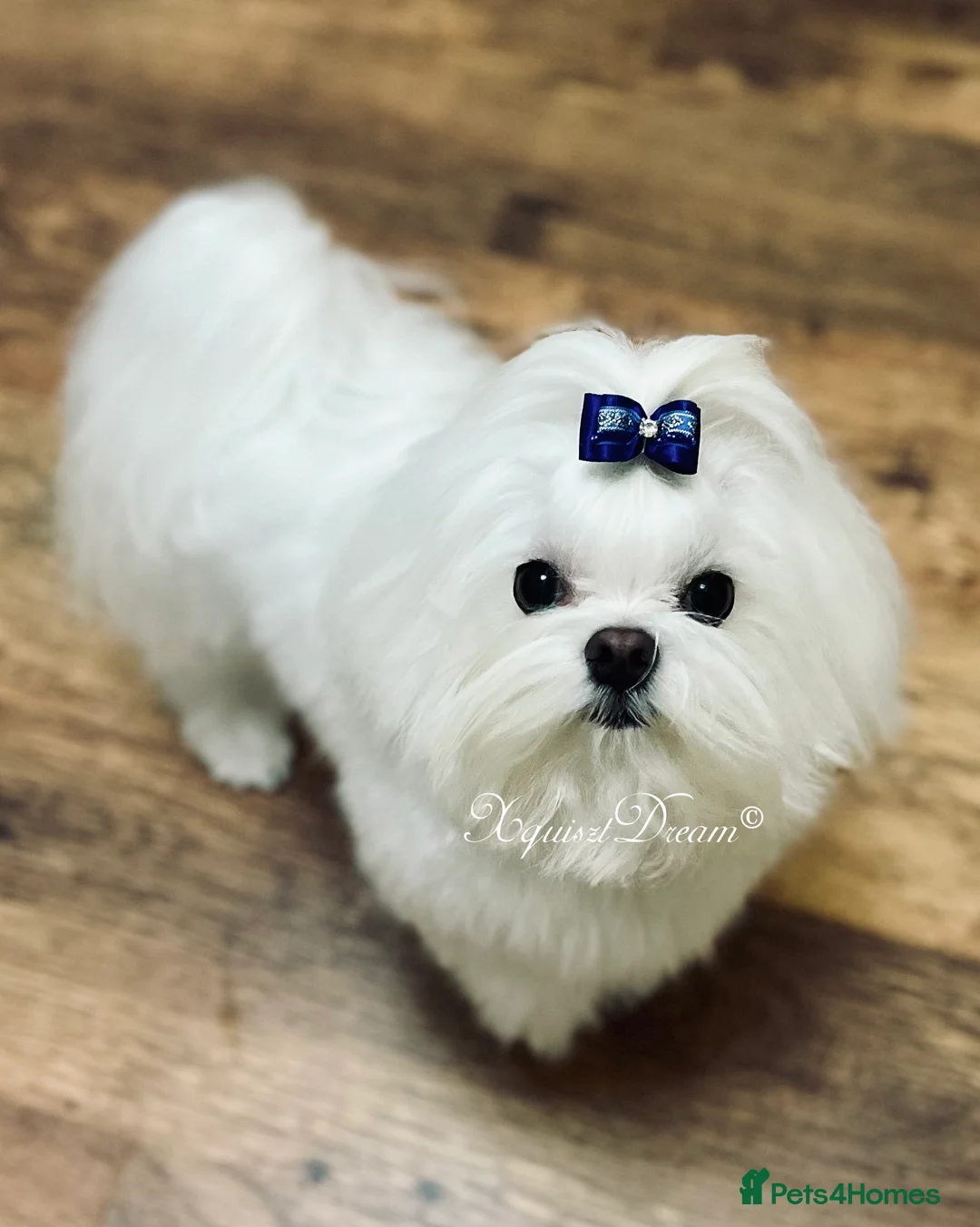 Maltese dogs for stud: OCTAVIUS Korean Maltese KC Registered Proven Stud in Halesowen - Advert 11