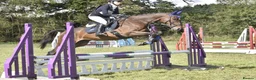 English Thoroughbred horses for sale: 16.1/2HH 17 YEAR OLD THOROUGHBRED EX-RACER GELDING in Newark - Advert 3
