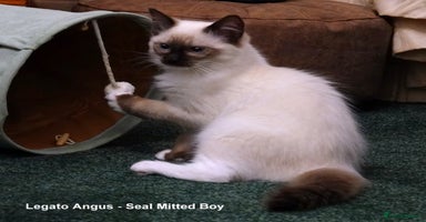 Ragdoll cats Quality GCCF Reg Ragdoll Kittens - Advert 9