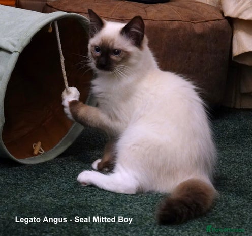 Ragdoll cats Quality GCCF Reg Ragdoll Kittens - Advert 10