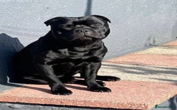 Staffordshire Bull Terrier dogs for sale:  STAFFORDSHIRE BULL TERRIERS PUPS  - Image 20