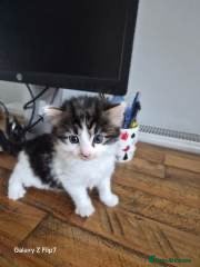 Mixed Breed cats 4 kittens for sale - Advert 1