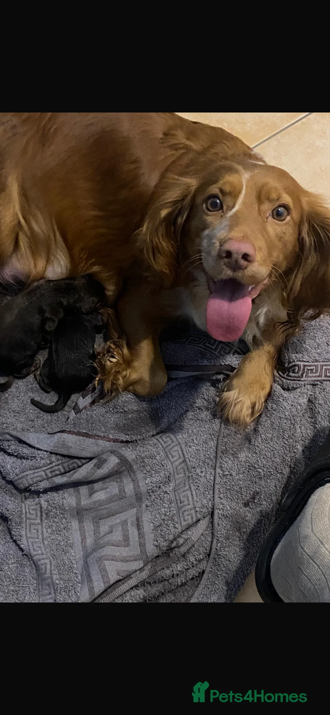 Cocker Spaniel dogs for sale: Adorable cocker spaniel puppies  - Advert 9